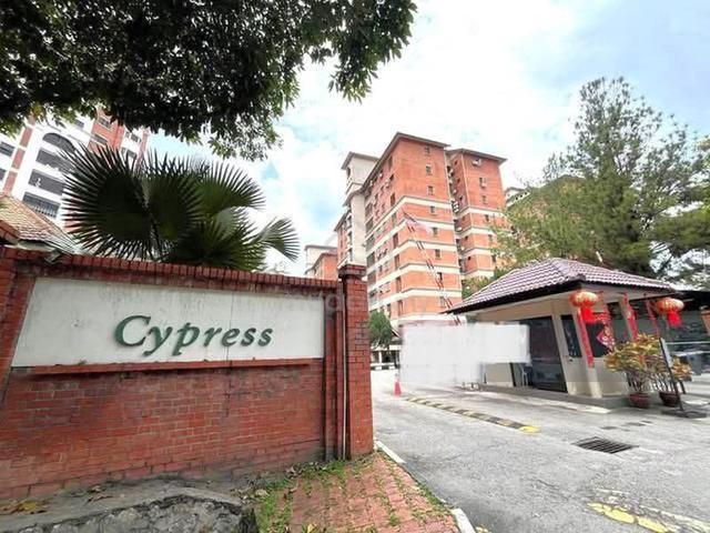 Evergreen Park Cypress 1