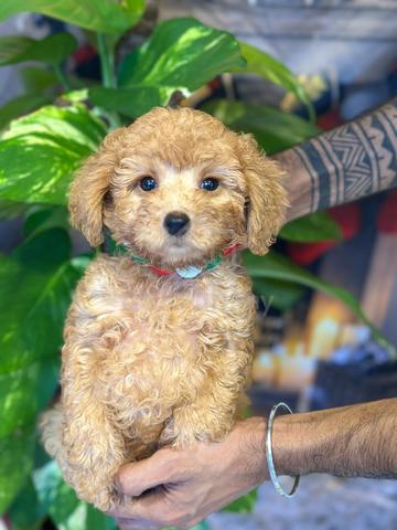 poodle ~7 - photo 4 of 6