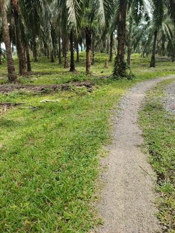 kebun sawit 6.5 ekar untuk dijual  1