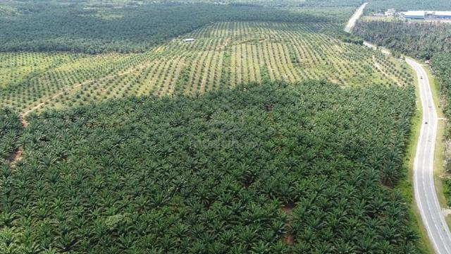 Mersing Agricultural Land For Sale 1