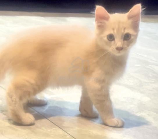 Non Standard Munchkin - photo 3 of 4