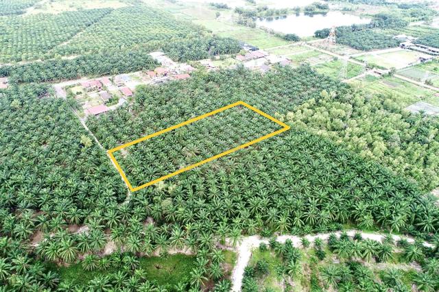 Tanah Sawit 2 Ekar Bukit Changgang Untuk Dijual 1