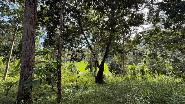 Tanah Dusun Di Mukim Sik, Sik, Kedah 1