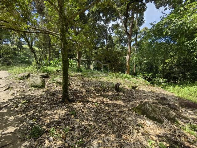 Teluk Kumbar Freehold Durian orchard Land for Sale 1