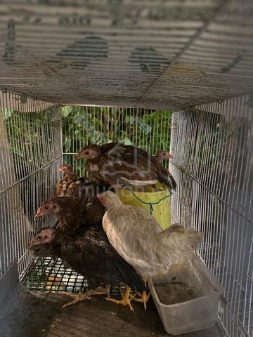 Carousel Image