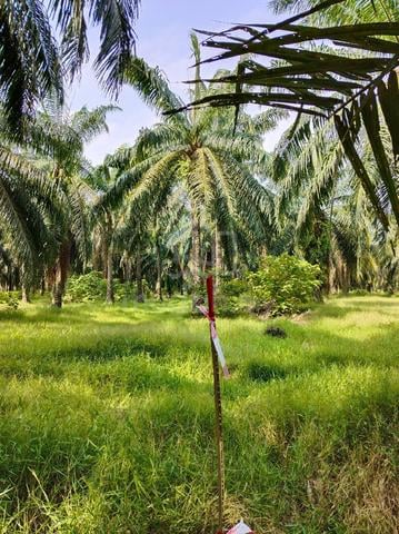 Land for Sales at Manjung Perak 1