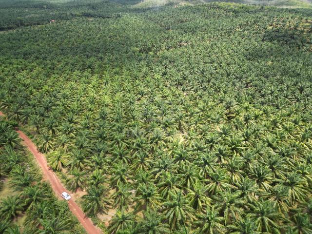 Bukit Selambau Agriculture Land Palm Tree 10 Years 60.63 Acres 1