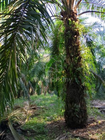 Tanah Kebun Sawit Kg Bukit Kuching Tengah 1