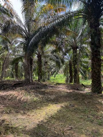 Lukut Palm Oil Land | 5.41 Acres | Freehold 1