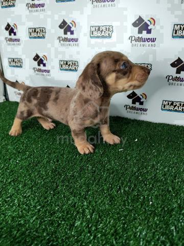 Miniature Dachshund dapple color - photo 2 of 2