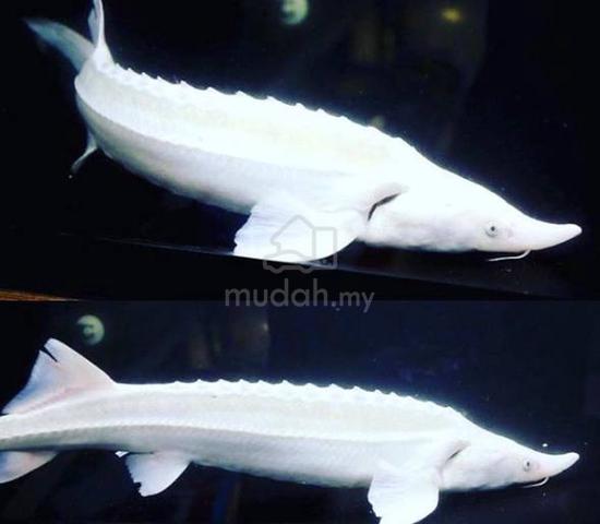 (BEST BUY) Platinum Sturgeon 7 Inch - - Pets for sale in Kuchai Lama ...