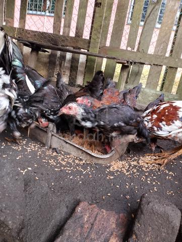 ayam kampung - photo 3 of 5