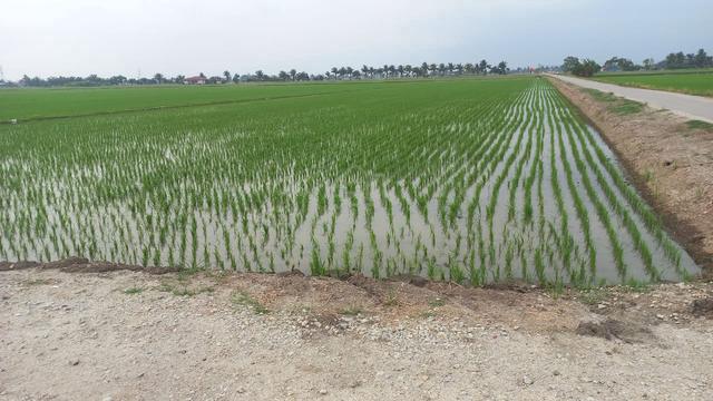 Tanah Sawah Untuk Dijual 1