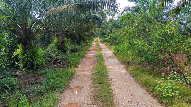 Batu Pahat Tanjong Sembrong 3 Acre Agriculture Oil Palm Land w Harvest 1