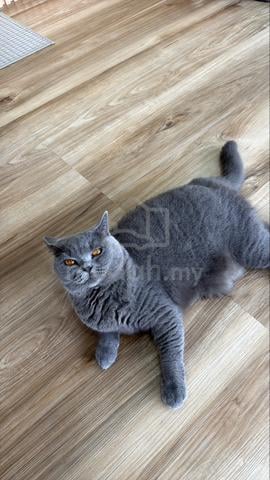 British shorthair solid blue - photo 4 of 6