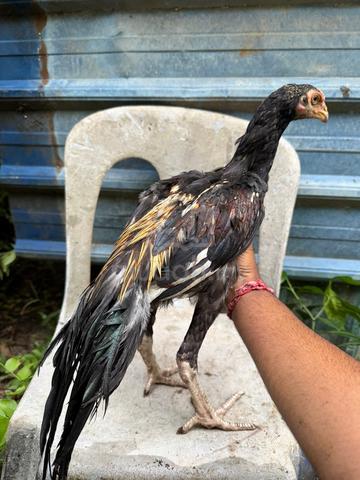 ayam Aseel cross Oshamo - photo 2 of 6