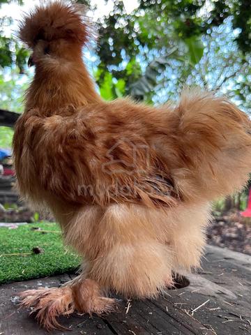 Carousel Image