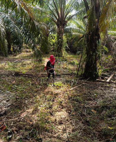 Tanah kelapa sawit untuk dijual 4