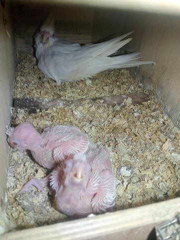 Teil albino  - photo 2 of 2