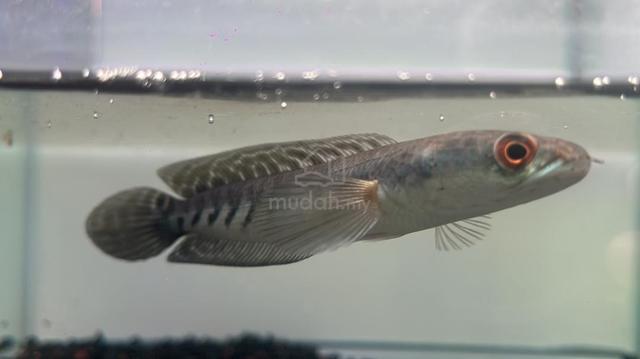 Ikan Channa Fish Yellow Sentarum 5.5 (YS4-3) - photo 2 of 5