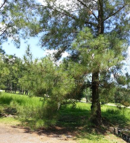 College Heights Garden Resort Corner Land For Sale 10m To Eco majestic 1