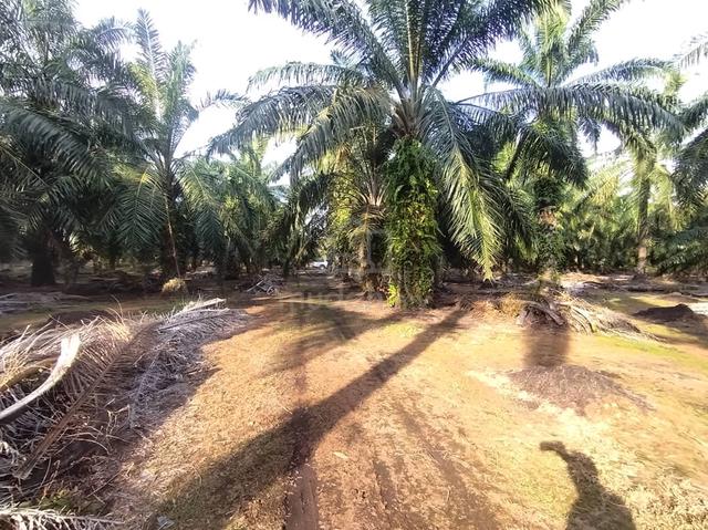 Kanchong Tengah Land Banting, 📌 * 5.06 acres 📌Freehold 1