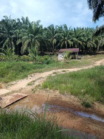 Tanah Kebun Sawit, Naka Kedah 1