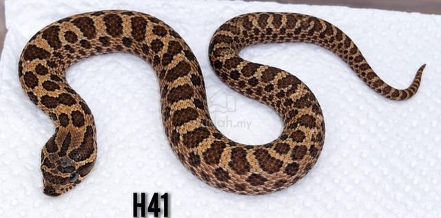 Melenistic Hognose Snake - photo 2 of 2
