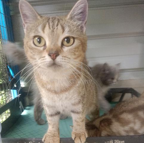 bsh - photo 3 of 5