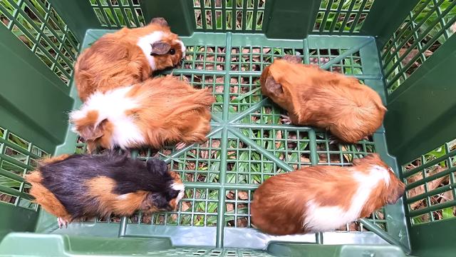 Guineapig for sale - photo 2 of 3