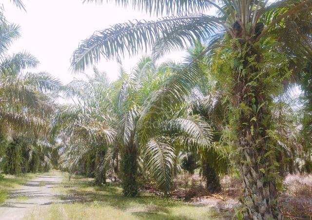 Tanah Segarong 1