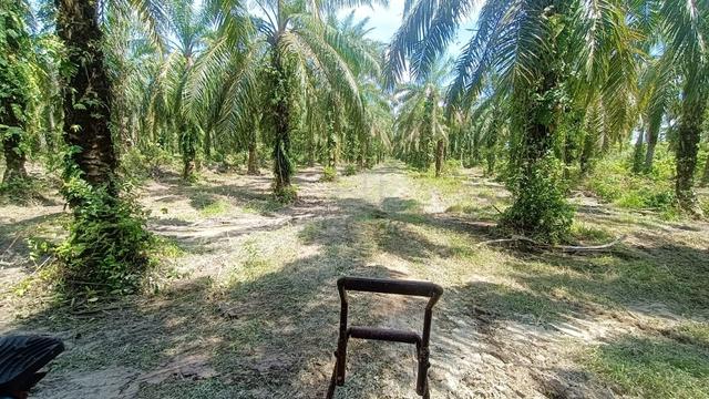Land in Langkap, FREEHOLD Agricultural Oil Palm for Sale, 7.47 Acre 1