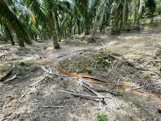 [FREEHOLD][BELOW BANK VALUE] Negeri Sembilan Agriculture Oil Palm Land 3