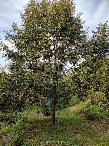 2.8 acres 110 matured durian trees Oochee and Musang King. 1
