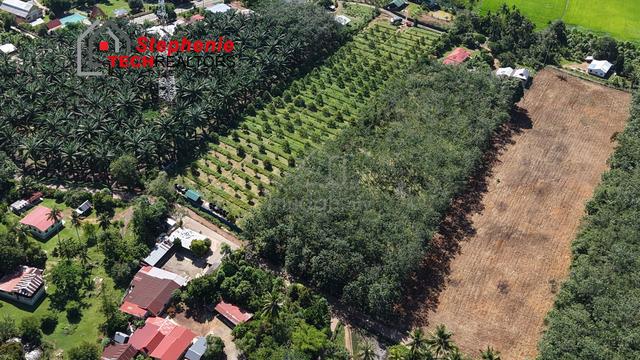 MANY ACESS 4YEARs BLACK THORN MUSANG KING TUPAI DURIAN FARM FOR SALE 1