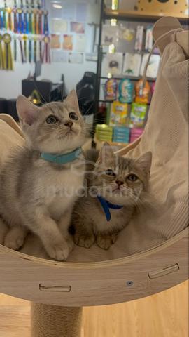 British Shorthair - photo 3 of 6