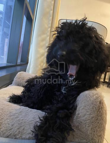 PURE BREED TOY POODLE - black female - photo 2 of 2