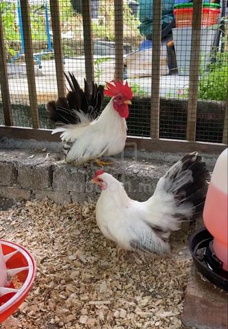 Ayam Japanese Bantam Blacktail - photo 3 of 3