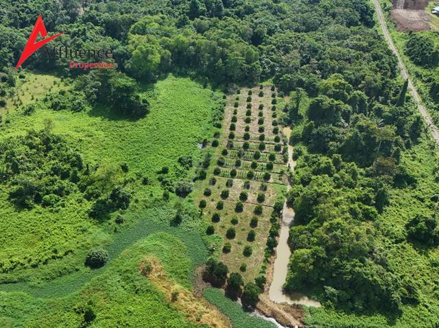 24th Mile For Sale with pond and plantations. 11+ Acres 1