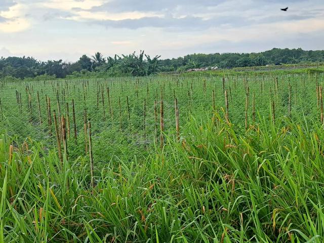 Klang Agricultural Land for Sale, Johan Setia, Klang, 🎈1 Acre Flat 1
