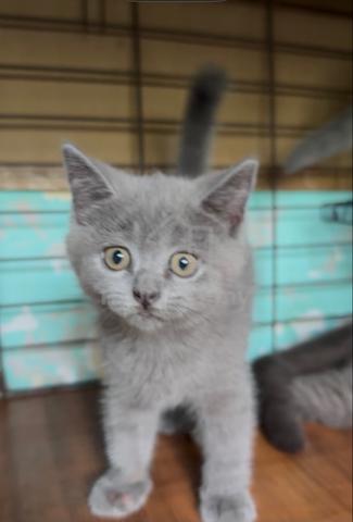 Bsh Kitten - photo 4 of 6