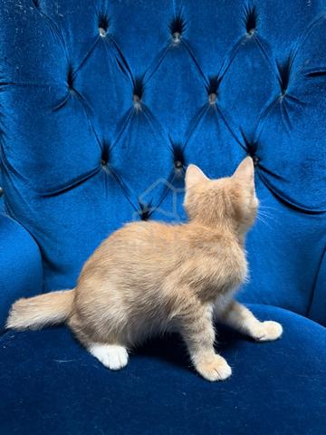 Anak Kucing Gemuk Comel utk Dijual (Umur 4 Bulan) - photo 3 of 6