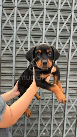 rottweiler - photo 5 of 5
