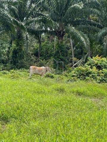 Pontian Land Near Seaside 1