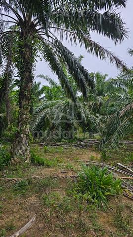 243 Tanah Sawit Di Kuala Kangsar 1