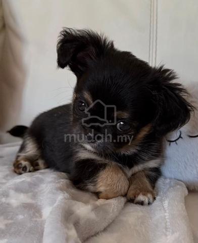 black and white Chihuahua ~6 - photo 2 of 5