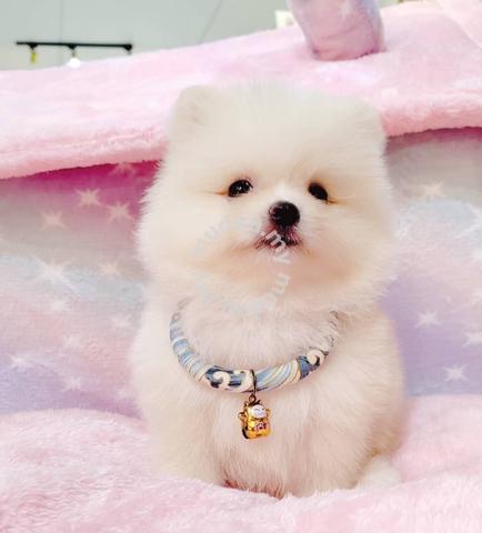 Super Cute Pomeranian Pom Dog Puppy B433 - Pets for sale in Puchong,  Selangor