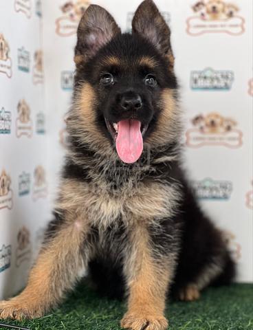 German Shepherd - photo 3 of 6