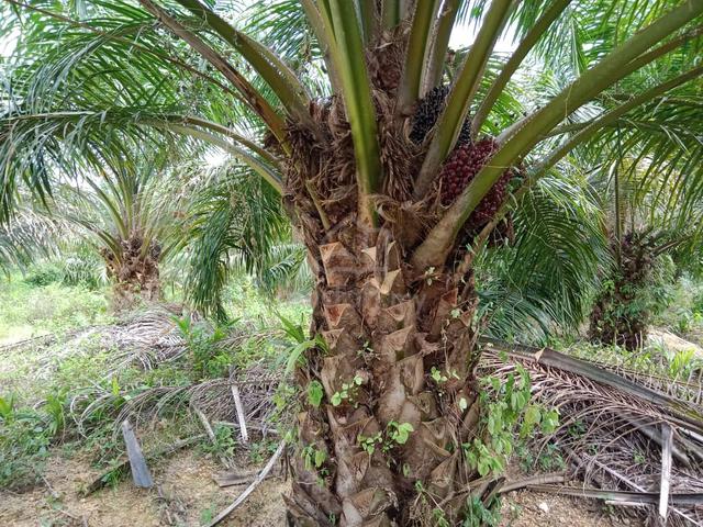 Oil Palm Plantation for Sale – Prime Freehold Estate (Lekir, Perak) 1