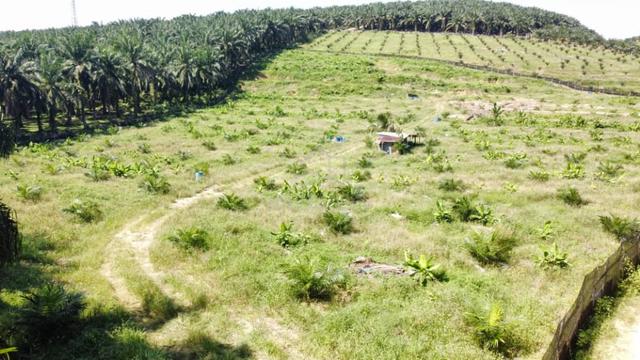 5.03749 acres New planted Palm oil Land at Siputeh,Perak 1